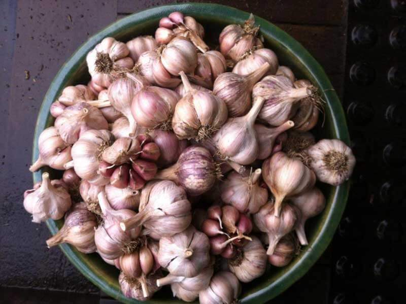 Garlic, homegrown, purple garlic