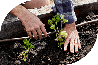 Hands in earth, planting, gardening