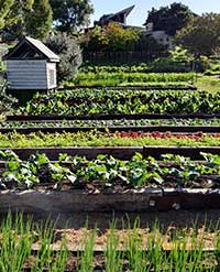 Farm, rows of veggies, green, outside