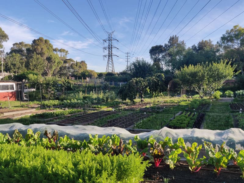 Organic farm, veggies, blue sky