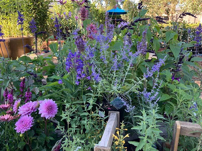 Purple, flowers, garden, CERES