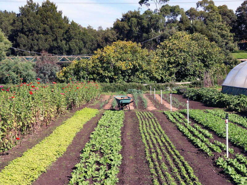 wheelbarrow, farm, rows, veggies, greenery