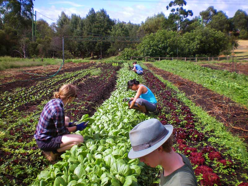 People in the garden, veggies, rows, farm