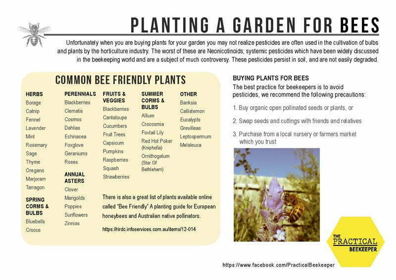 planting a bee friendly garden infographic