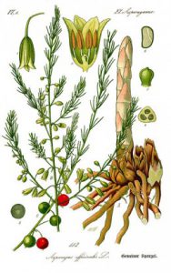asparagus botanical illustration flower anatomy