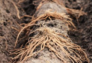 asparagus crown dormant root system