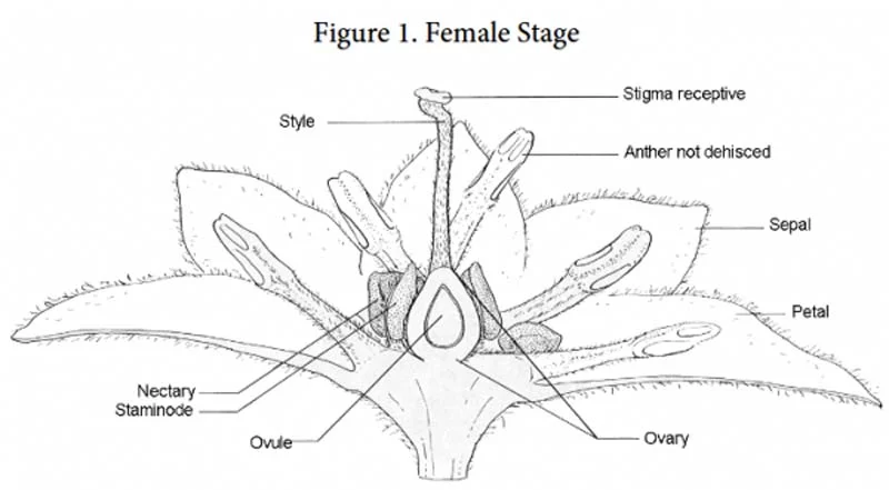 avocado tree female flower anatomy