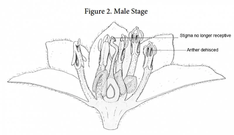 avocado tree male flower anatomy