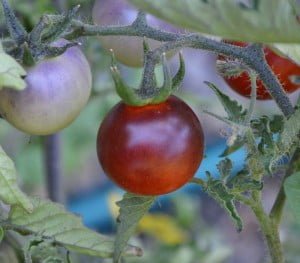 blue pitts ripe tomato vine