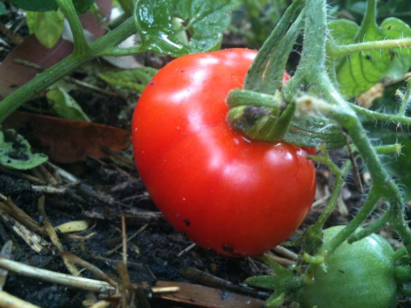 ripe tomato close up vine