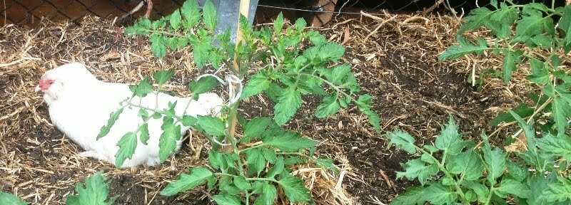 garden bed with staked tomatoes
