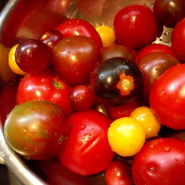 tomato mixed variety close up bowl