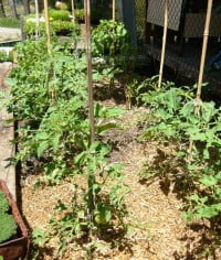 garden bed of staked tomatoes
