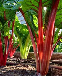 Red chard growing in rich soil.