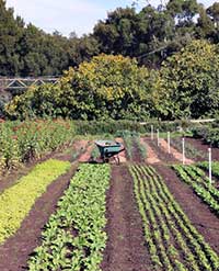 Rows of vegetables, farm, wheelbarrow, greenery