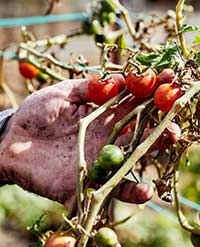 Hand holding red tomatoes on a vine