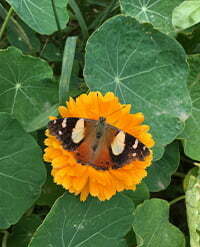 butterfly nasturtium