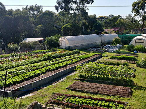 Organic farm, rows of veggies