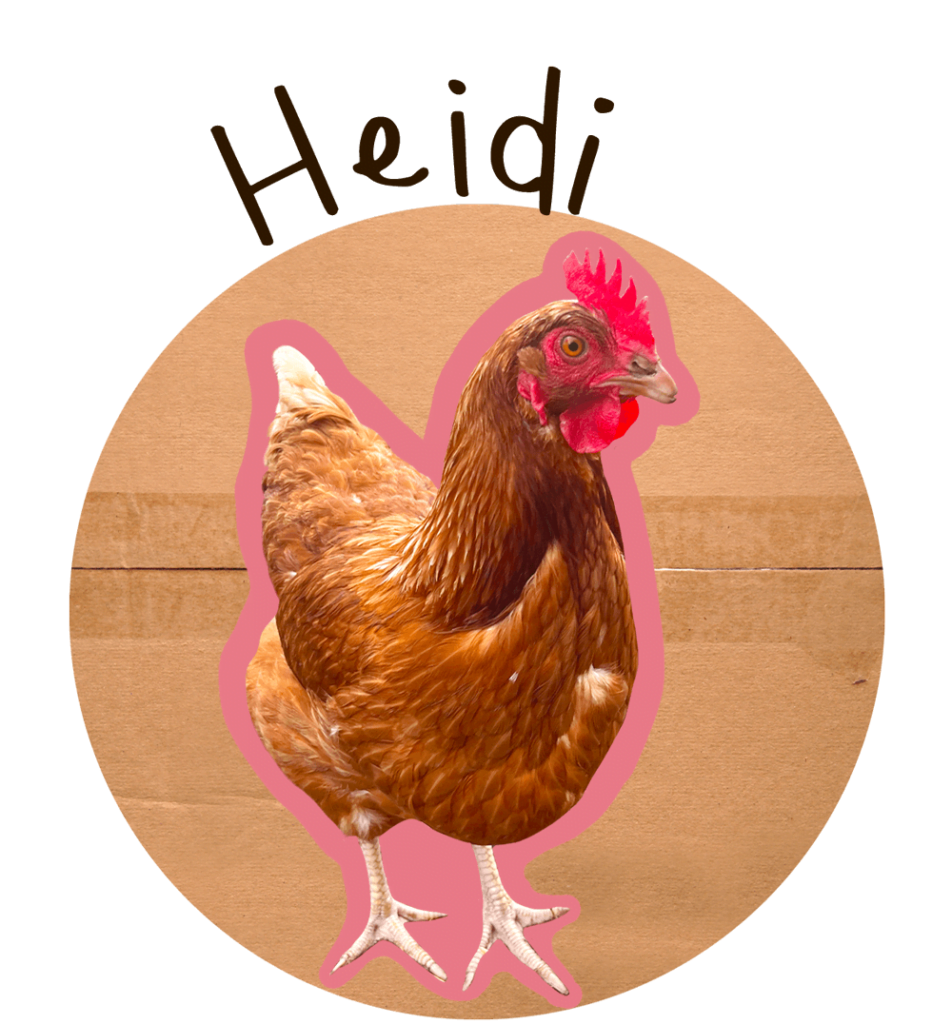 Chook with cardboard background