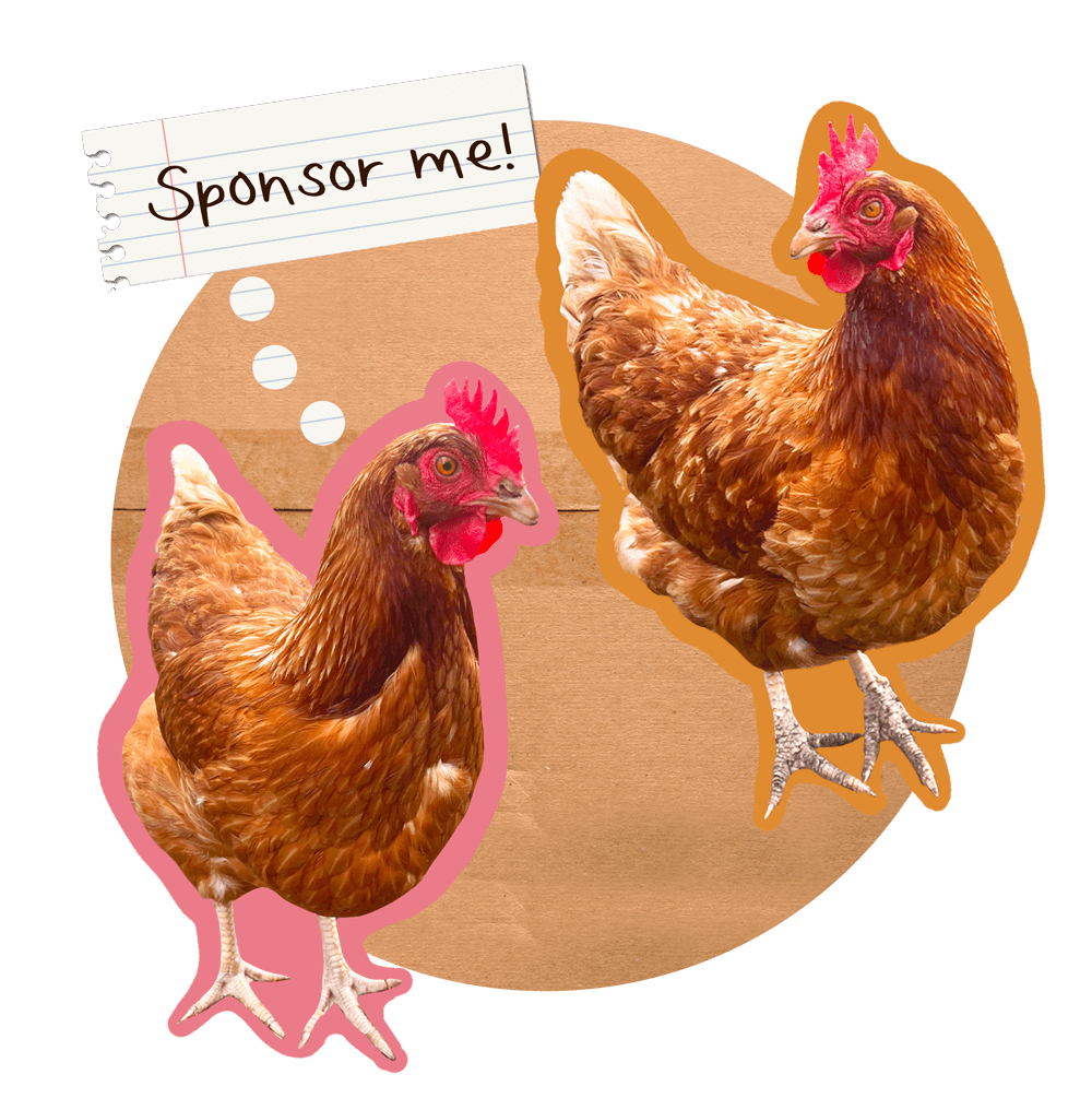 sponsor a chook. Chickens asking to be sponsored