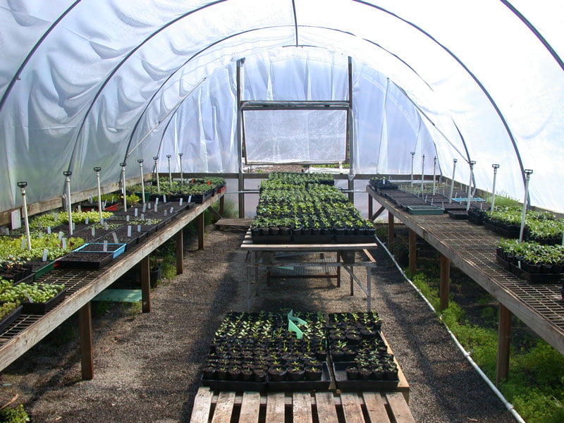 CERES-Propgagtion-Polytunnel-seedlings