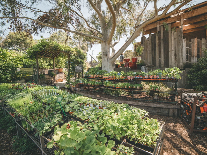 Gum tree within seedlings at nursery in brunswick, dappled sunlight